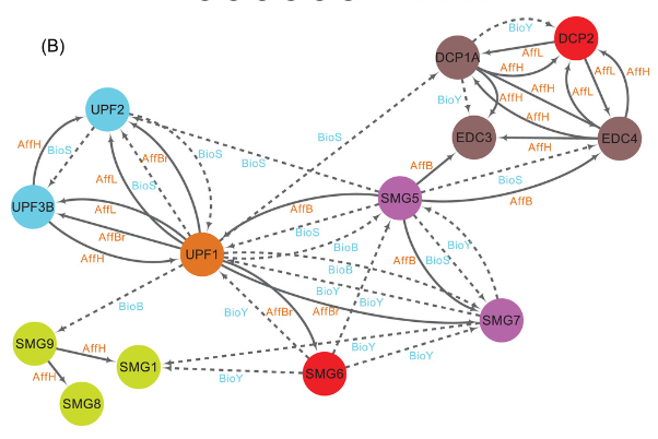Network of interactions among NMD factors