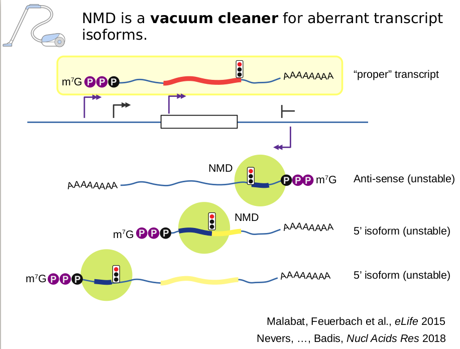 Schematics of NMD substrate generation through transcription at upstream sites, downstream start codon or in anti-sense