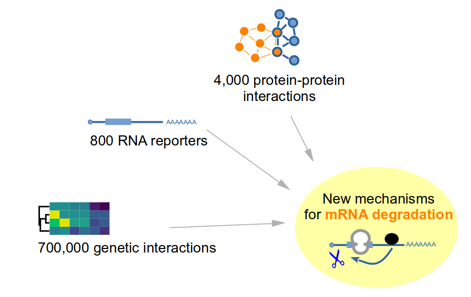 Large-scale methods to characterize mRNA degradation mechanisms