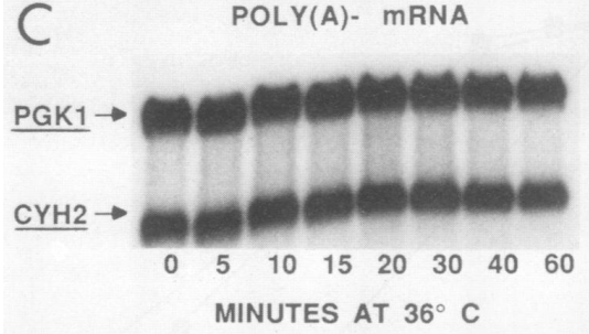 Relative levels of poly(A) minus mRNA after transcription block