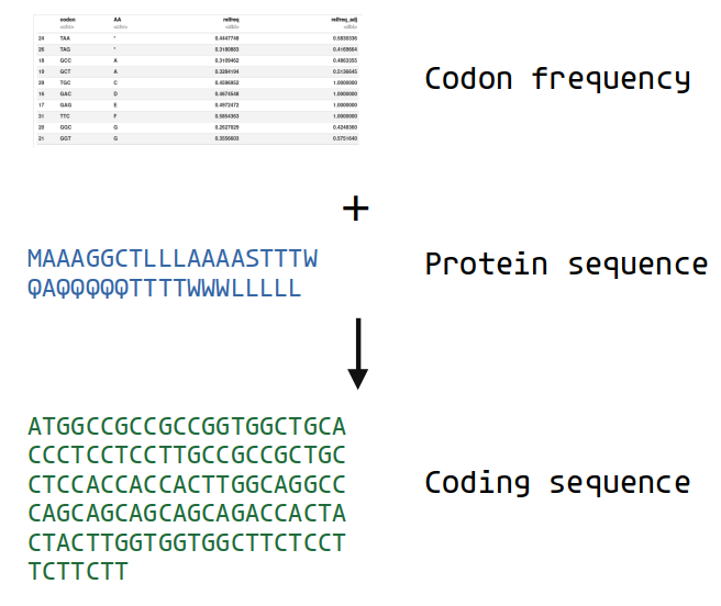 Schematics of using codon table and protein sequence to generate a coding sequence