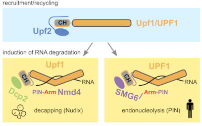 Conservation of NMD factors interactions from yeast to humans