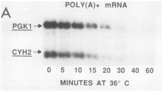 Relative levels of poly(A) selected mRNA after transcription block