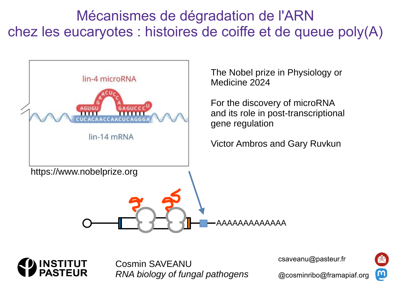 First page of the presentation image, mentioning microRNA