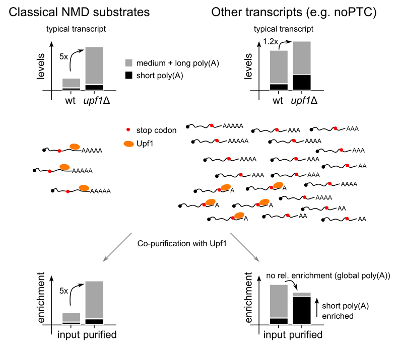 Impact of RNA polyA tail heterogeneity on enrichment and gene deletion effect estimates