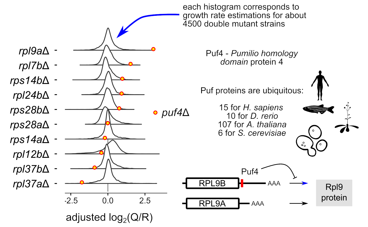 Example of results obtained by large-scale genetic screens, for Puf4 and a physiological mRNA target