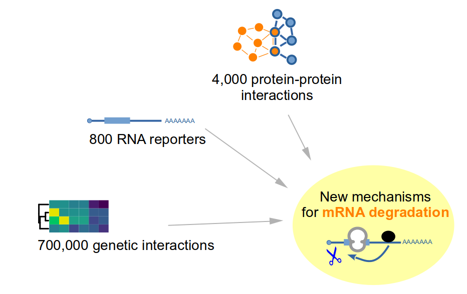 Large-scale methods to characterize mRNA degradation mechanisms Large-scale methods to characterize mRNA degradation mechanisms